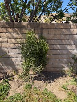 Pencil cactus/Fire stick