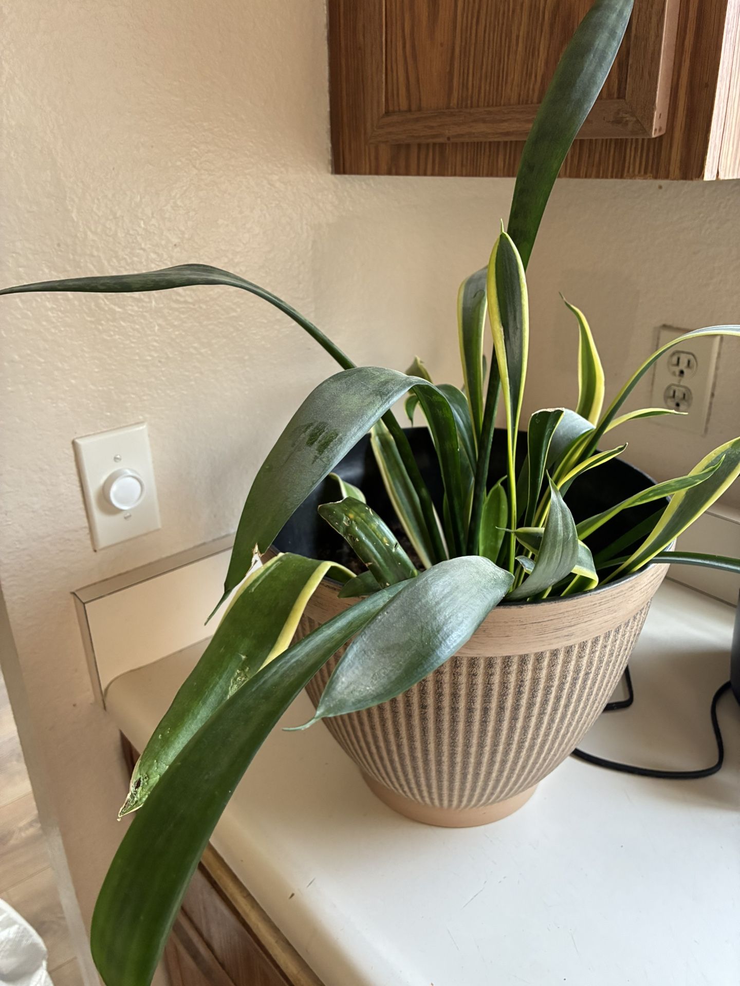 Small indoor snake plant (pending pickup)