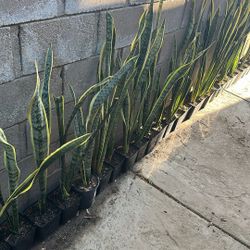 Plants For Sale Good Prices 