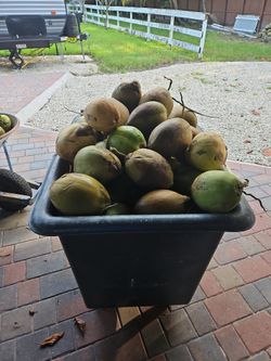Cocos $1 Cada Uno