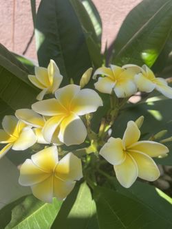 Plumeria