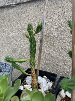 Corn Cactus Plant $5 each