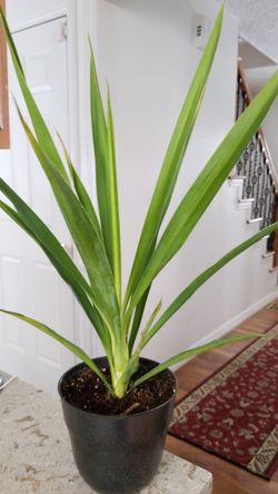 Yucca elephantipes Spineless Yucca | House of Plants