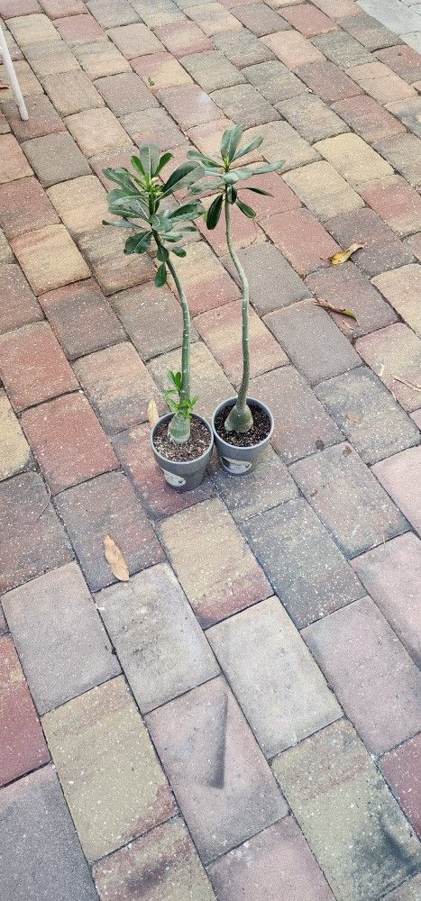 Desert Rose On Ceramic Pot,$15 Each.