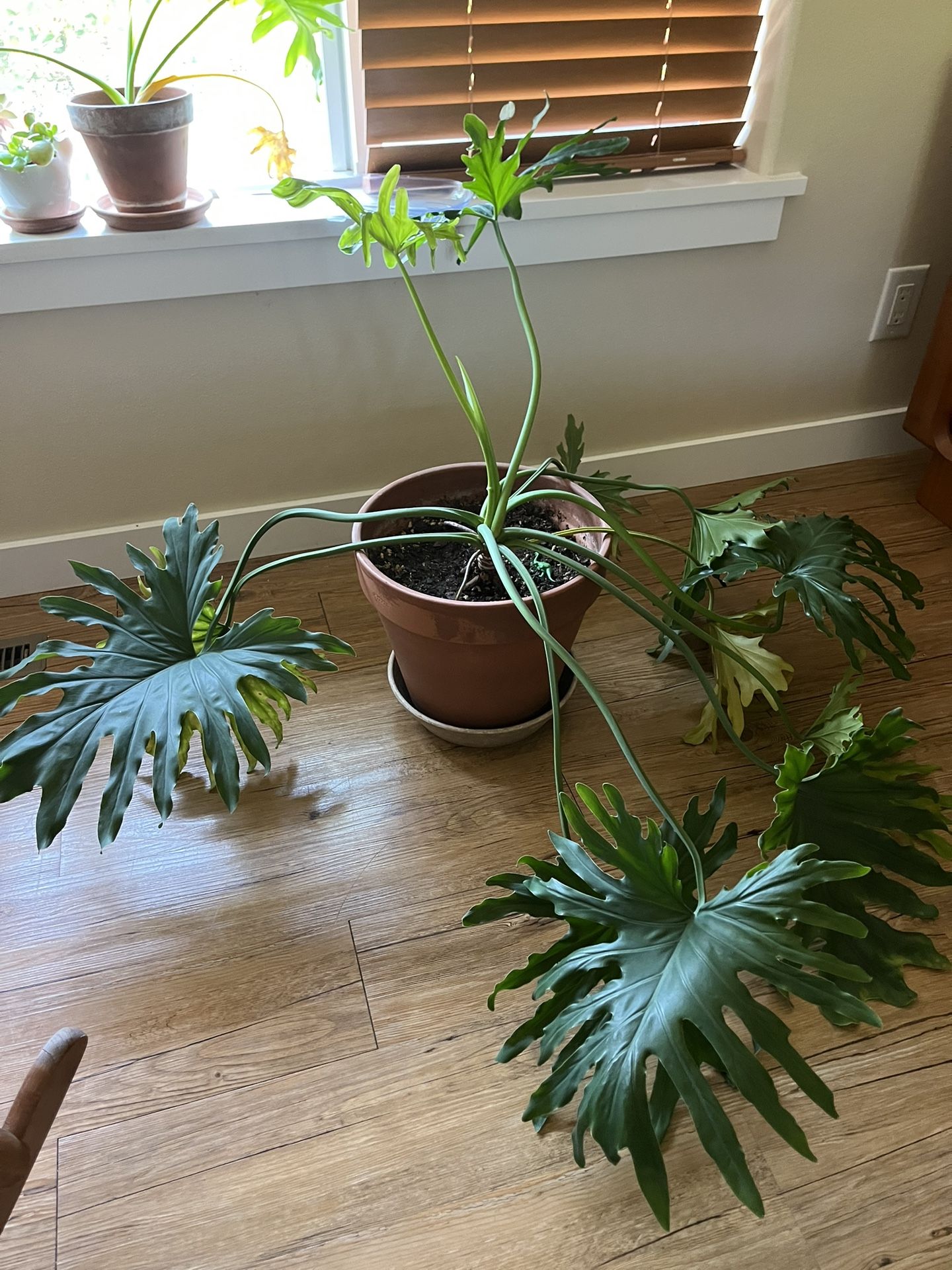 Large Monstera Plant With Ceramic Pot