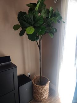 "FiddleFicusTree" or whatever she had to have