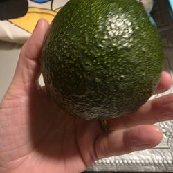 Fresh Home Grown HAAS AVOCADOS- Picked this week π₯