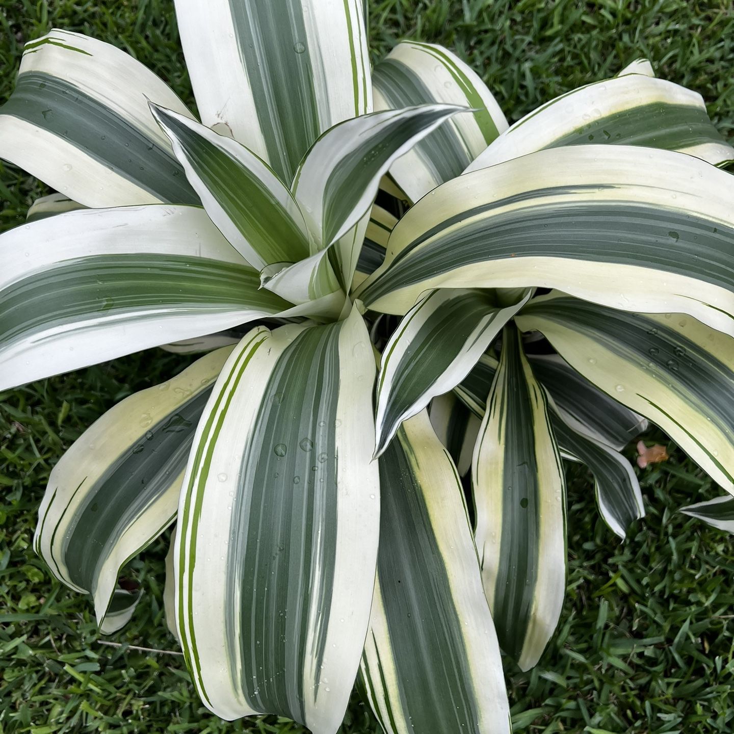 DRACAENA FRAGANS WHITE ASPEN ( 3 gallon pot) New Variety Of Can Plants for  Sale in Hollywood, FL - OfferUp