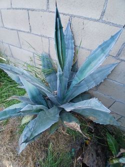 Blue agaves