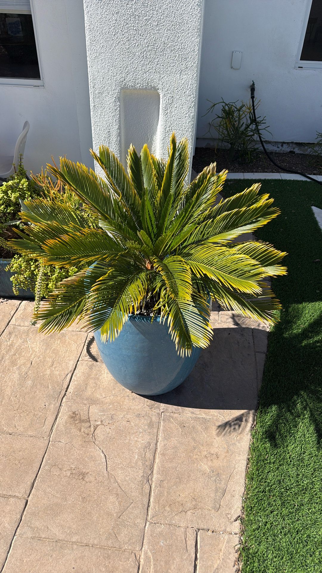 Sago Palm Tree