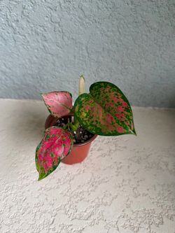 Aglaonema plant
