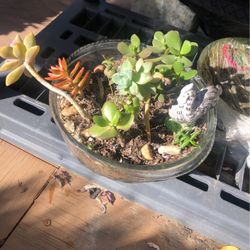 Succulent 