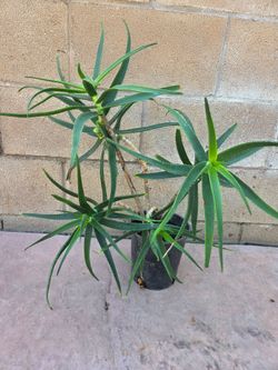 Suculent Cactus Plant