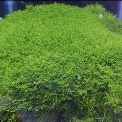 Rare Coral Moss