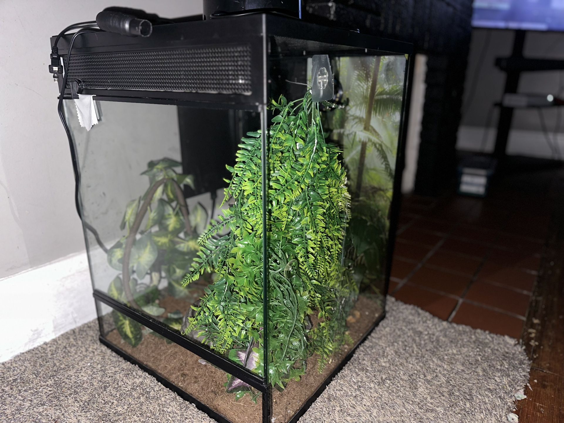 Chameleon enclosure