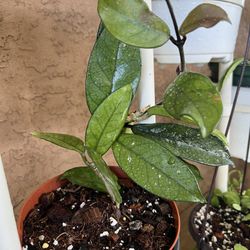 Hoya
