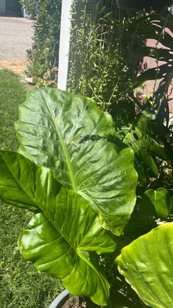 Planta oreja de elefante