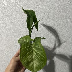 Rare Variegated Syngonium 🤍💚