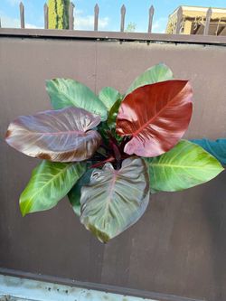 8” philodendron red cherry