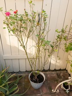 Healthy fully grown rose plant in decorative pot