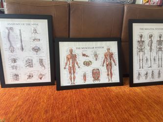 Anatomy Pictures And Frames