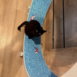 Exercise Wheel For Cats (One Fast Cat with Multicolor LED Wheels)