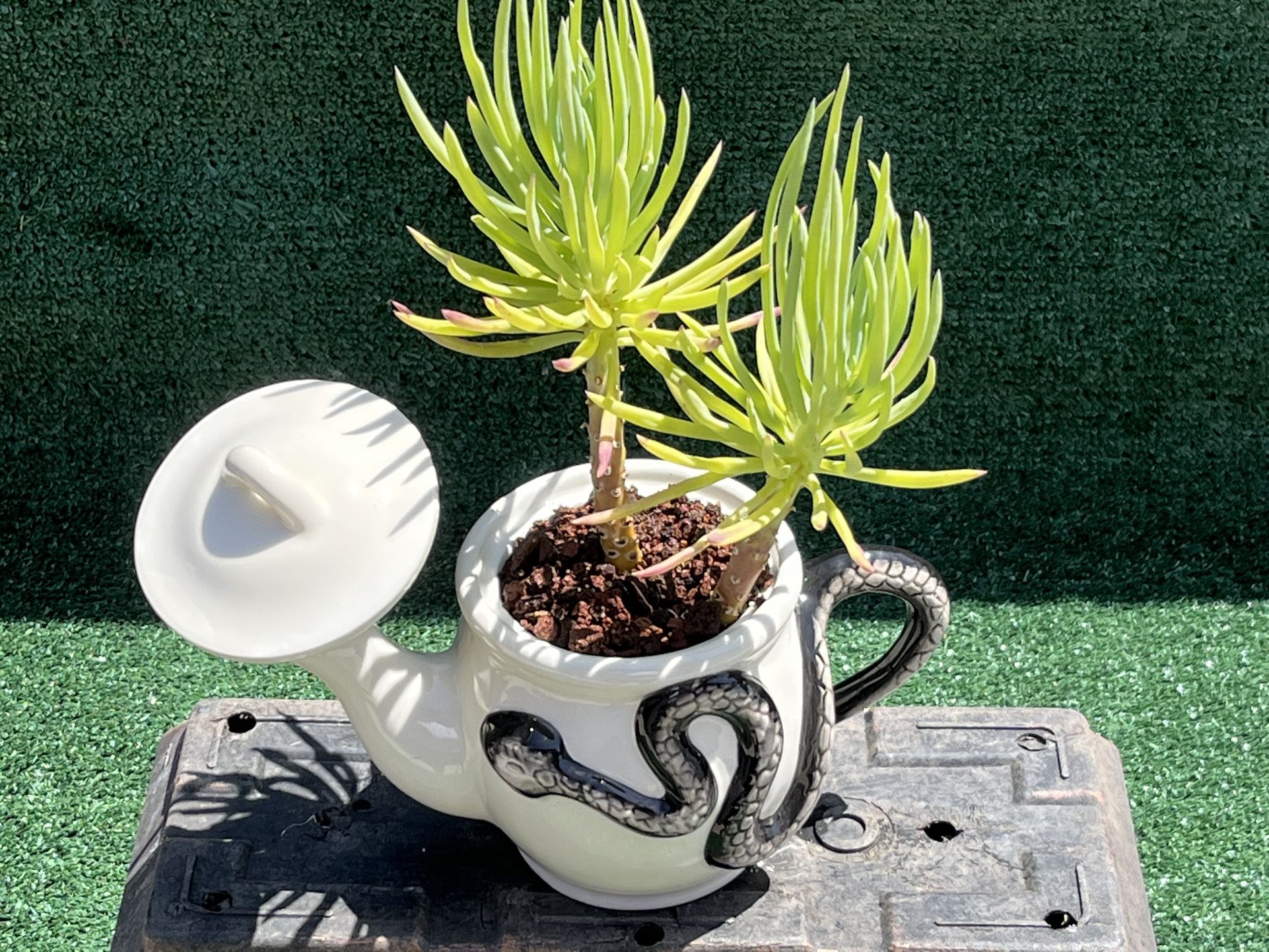Serpent Design Teapot With Succulent