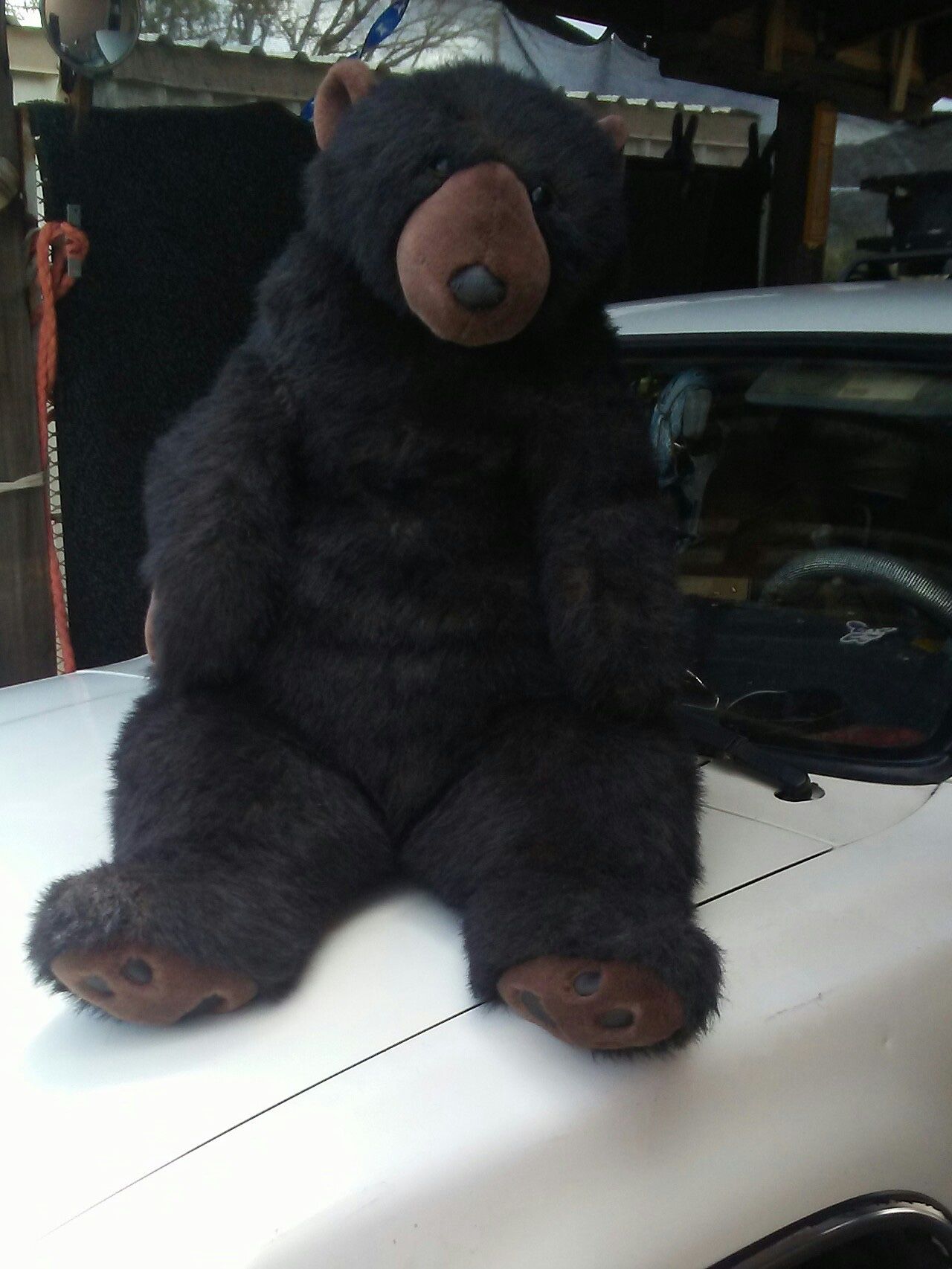 Stuffed Bears 