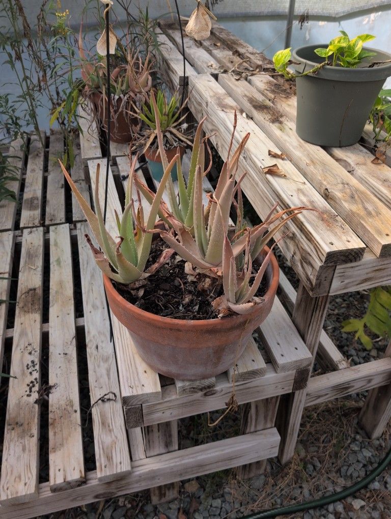 Aloe Vera