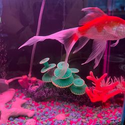 3 Gallon Aquarium