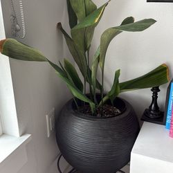 Plant, Pot And Stands 