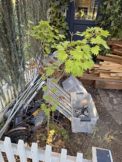 Golden full Moon japanese Maple