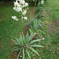 Yucca Plants