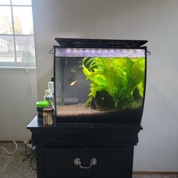 fish and aquarium 