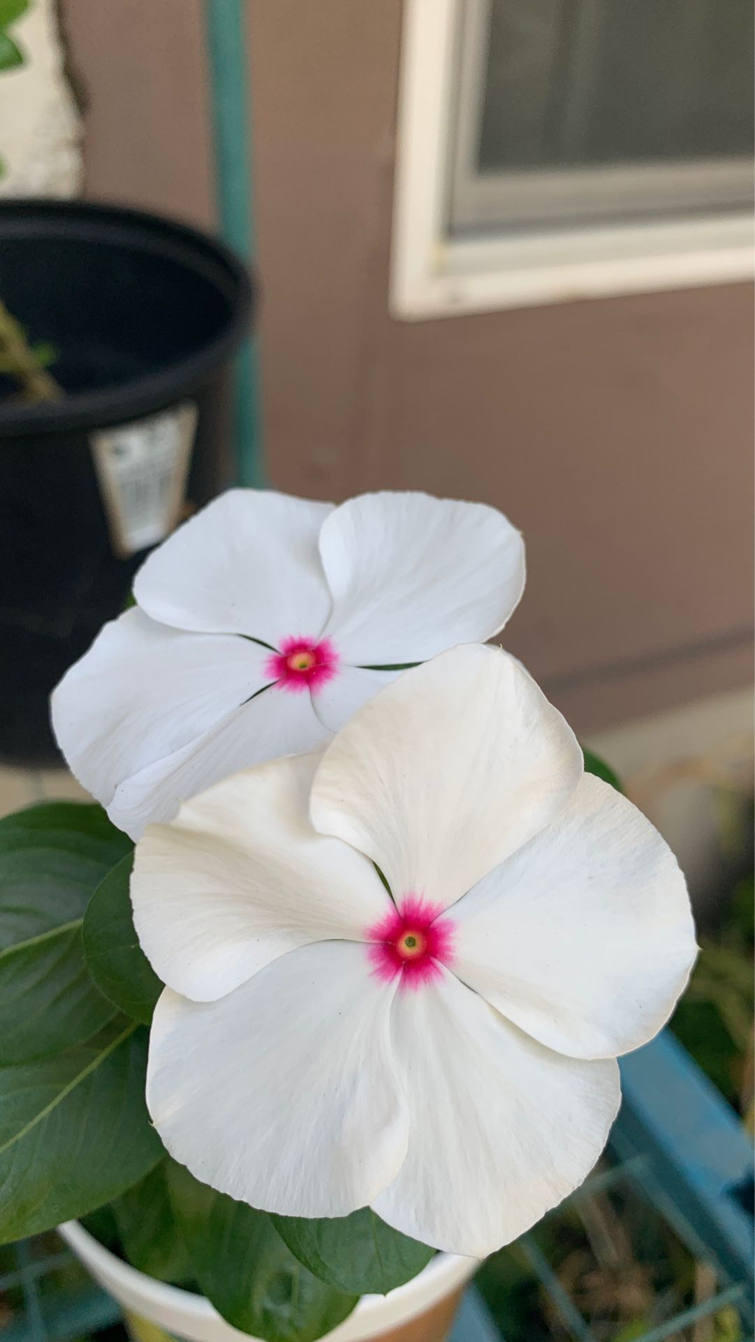 White Vinca pot flower