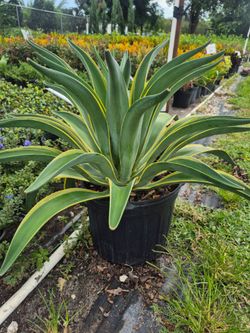 AGAVES VARIEGATED 7GALLONS