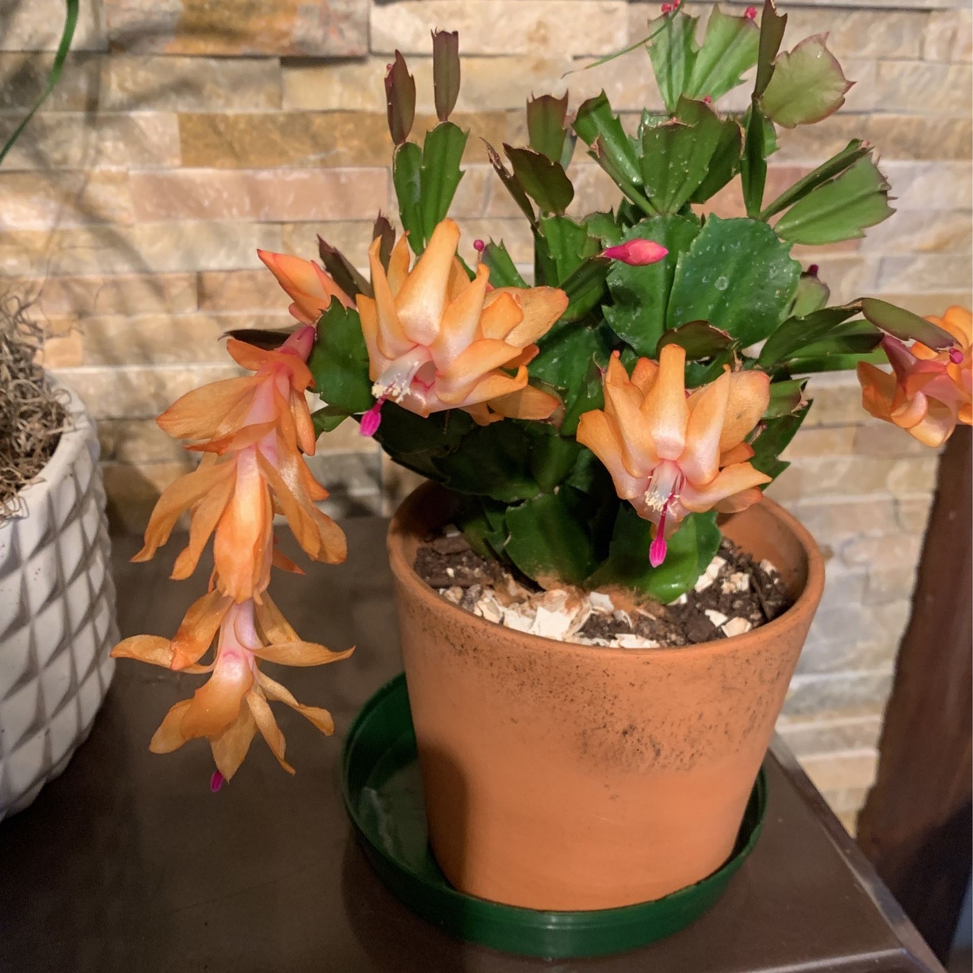 Easter Cactus For Sale