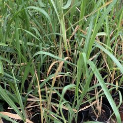 Sugarcane Plant