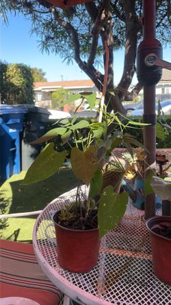 Morning Glory Vine Plant  (got 7)