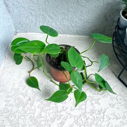 Philodendron Cordadatum  Plant 