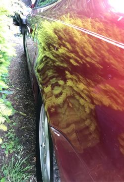 1996 Ford SHO V8