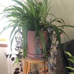 mixed house plants 