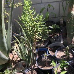 Planta Natural