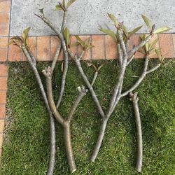 White Plumeria Clippings
