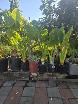 Oreja de Elefante    O  Colocasia