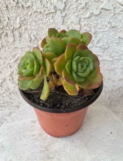 6 Inch Pot Succulent Plant - Aeonium Lindleyi -  Tree of Love  - Rooted & Established - Drought Resistant - 🪴