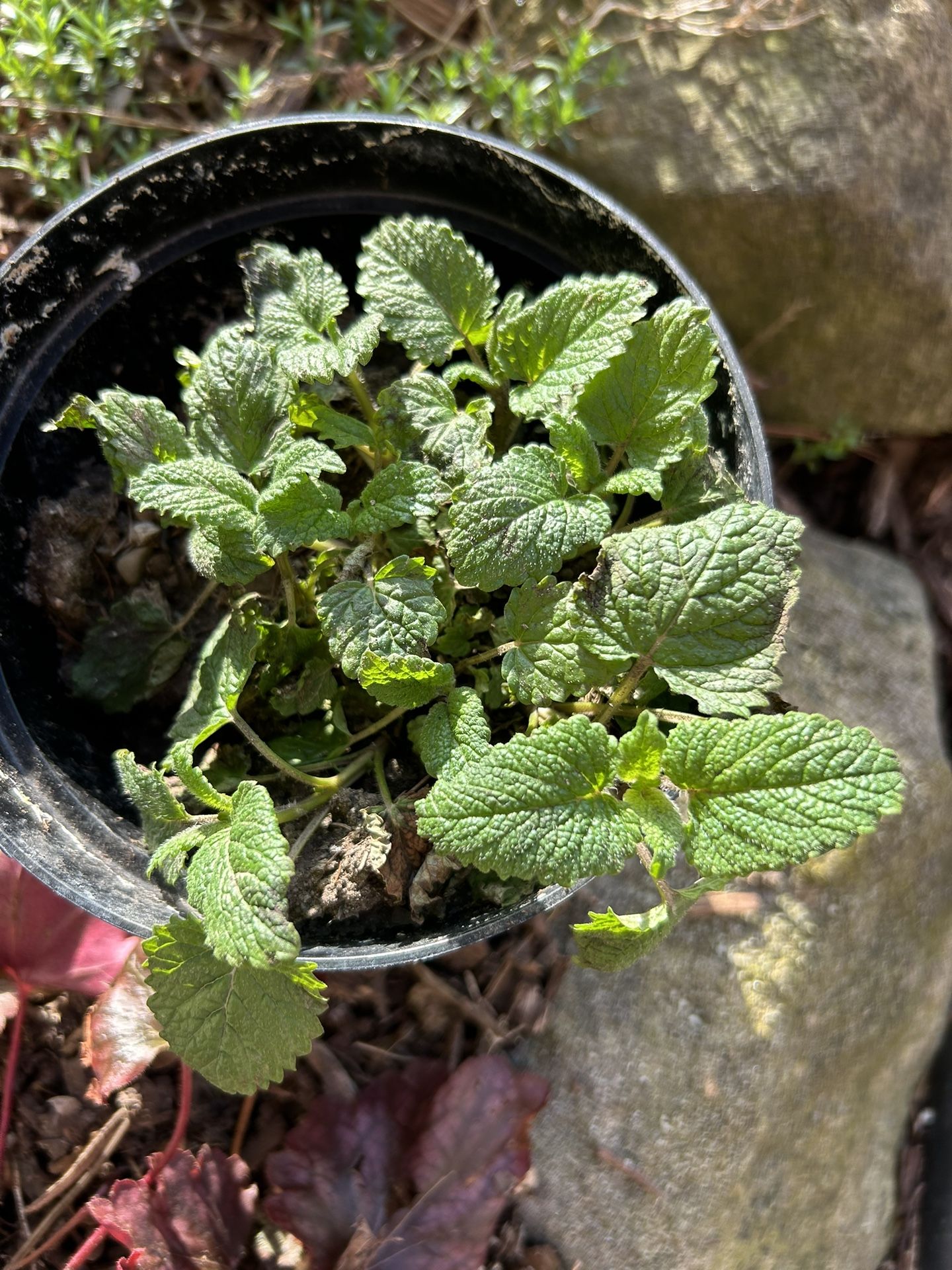 Herb Plant Lemon Balm