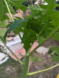 Hawaii papaya