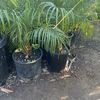 Martinez & Ortega Palms Nursery