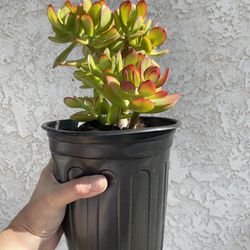1/2 Gallon Pot Succulent plant - Crassula Ovata  - Hummel Sunset, Golden Jade - rooted ready to be planted. 